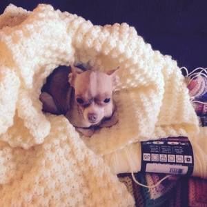 Meet your Posher, Jo